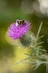 Bumblebee on a thistle - Bombus