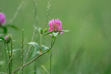 Meadow clover - pink flowers on a green background - Trifolium pratense