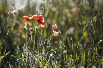 Poppies shine in the tall grass -Papaver rhoeas