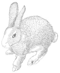 Wild bunny sketch. Sketched rabbit animal for Easter day. Line drawings of rabbit drawn with brush.