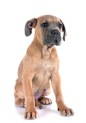 Obraz premium puppy cane corso