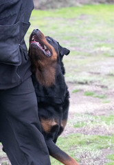 Fototapety  obedience training with a rottweiler