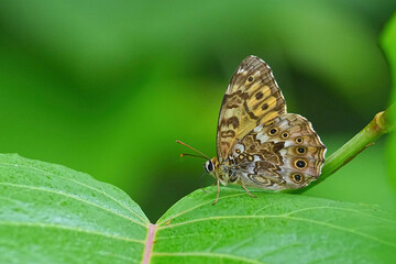 ヤマキマダラヒカゲ