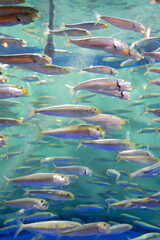日本の東京の水族館の魚