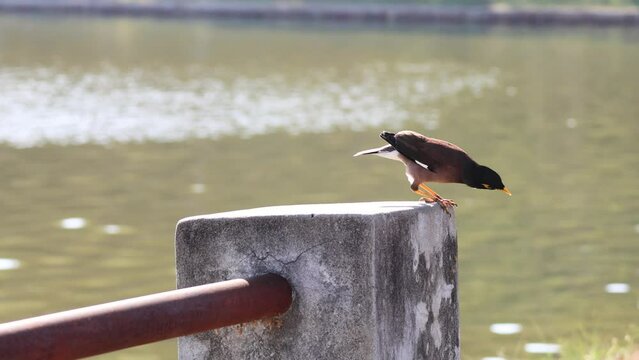 Myna Bird's Waterfront Perch