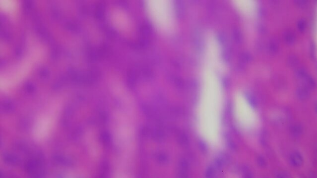 Medical research of Vital Kidney under the microscope. 1000x  times magnification. Histologic and cytologic diagnosis. Blood purification, regulation of chemical homeostasis of the body