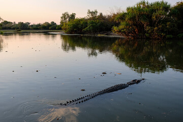 Large crocodile in the wild swimming in Yellow Water billabong, Kakadu, Northern Territory of Australia