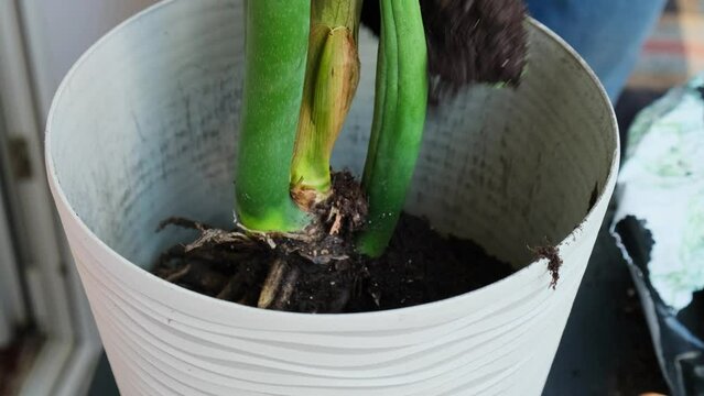 Transplanting home potted plant zamioculcas into new pot. Adding ground Waking Up Indoor Plants. Replant in new ground, male hands caring for tropical plant, sustainability and environment. Spring