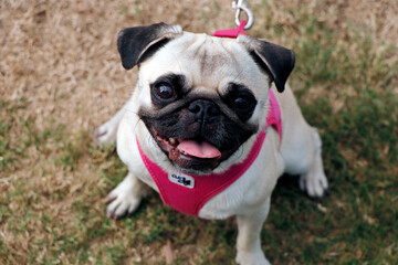 Obraz premium pug dog breed in close up focus
