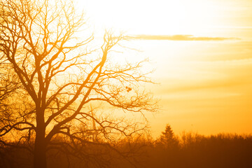 This image beautifully captures the stark silhouette of a leafless tree against the soft gradients of a winter dawn sky. The sun, not yet fully visible, paints the sky in warm orange and yellow tones