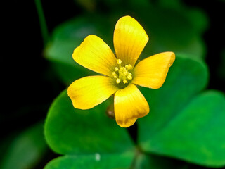Oxalis pes-caprae (African wood sorrel) is a species of very sad plant with yellow flowers