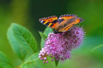 Obraz premium コヒオドシ