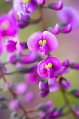 紫色の可愛いハーデンベルギア（早春2月）