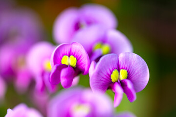 紫色の可愛いハーデンベルギア（早春2月）