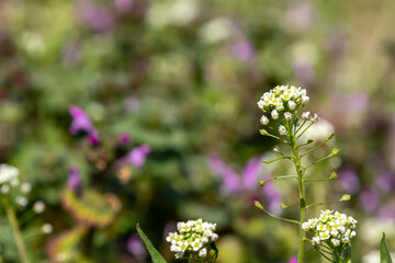 春の野原に咲くナズナ