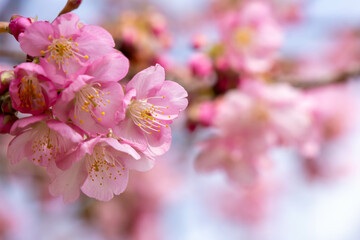 早咲きの河津桜のクローズアップ