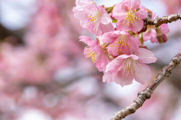 早咲きの河津桜のクローズアップ