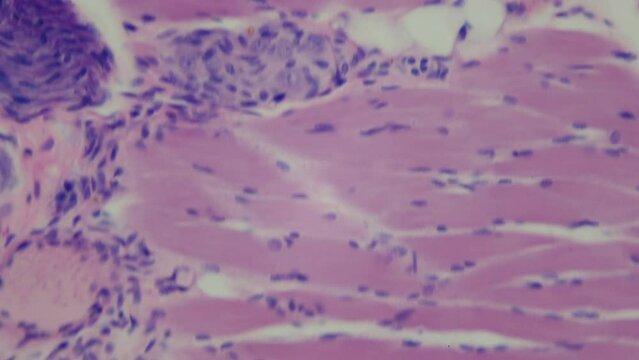 Umami. The taste bud under the microscope. 1000x magnification