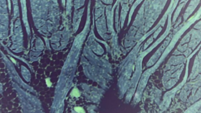 Taste buds under the microscope. 400 times magnification. Cellular structures of taste perception. Determination of food flavor. Bitter, salty, sour, sweet