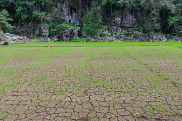 view of rice fields where the ground is cracked due to drought