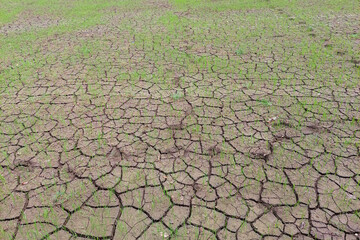 view of rice fields where the ground is cracked due to drought