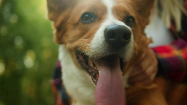 Close-up of corgi dog in the park on sunny day. Lovely pet sitting on the grass. Portrait of a The Cardigan Welsh corgi. 