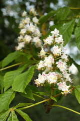 White with pink European horse-chestnut flowers on a tree with green leaves on a spring day in Rhineland Palatinate, Germany.