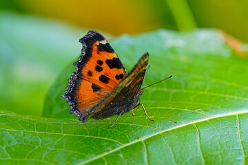 ヒオドシチョウ