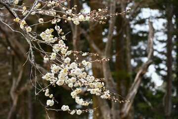 白い梅の花