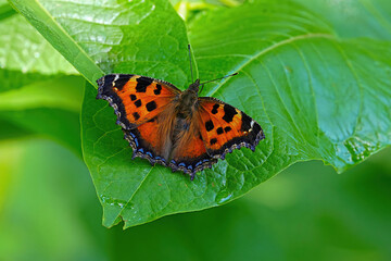 ヒオドシチョウ