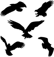 Eagle silhouette on white background vector design