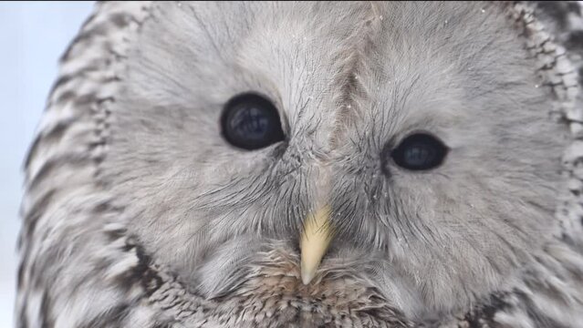 close-up shot showcasing the features of an owl, particularly its large eyes. The owls gaze and intricate details are highlighted in this footage.