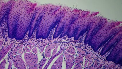Cellular structures of taste perception. Cutting of taste buds under the microscope. Determination of food flavor. Bitter, salty, sour, sweet. 400x times magnification