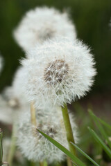 Dandelion seeds on a spring day in Rhineland Palatinate, Germany.