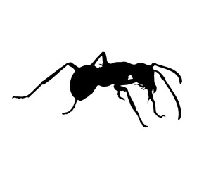 Ant illustration. Ant isolated on white silhouette. Polyrhachis ant.