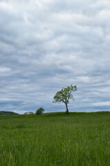 Obraz premium Tree growing in grassy field on a cloudy spring day near Lohnsfeld, Germany.