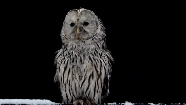 Owl Sitting in Snow on Black Background