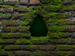 mossy red brick wall in green color