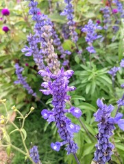 close up of lavender