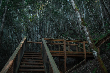 Pedestrian path lined with wood fence at Russel falls in Mount field national park on Tasmania....