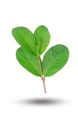 Tree tops of guava leaf with shadow isolated on white background.