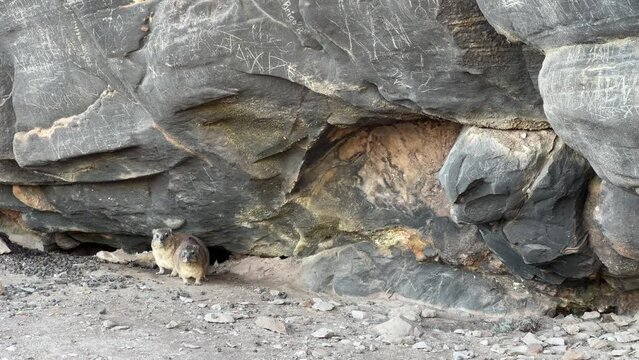Two rock hyrax or Dassie under mountain rocks