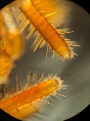 photo of termite parts under the microscope
