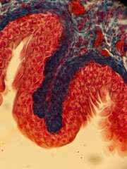 photo of suction of human bladder under the microscope