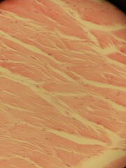 Microscopic Images of Tissues Showing Detailed Cellular Structures