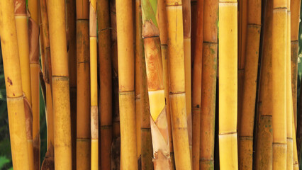 Yellow stem of bamboo plants