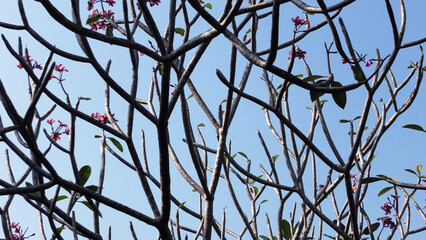 Zigzag branches of skeleton tree