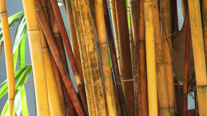 Yellow stem of bamboo plants
