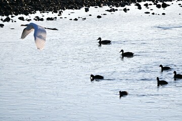 View of the river on a winter morning. Ducks and egrets are swimming sideways in the river where the sunrise is beautifully reflected.
