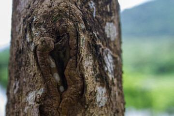trunk of a tree in the forest